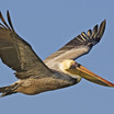 Pelicans